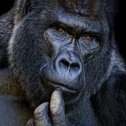 Avatar of player gorilla