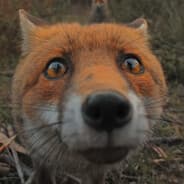 Avatar of player сын DumbAssa