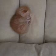 Avatar of player meow