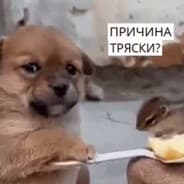 Avatar of player причина тряски?