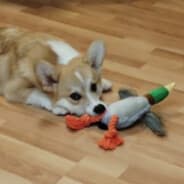 Avatar of player CORGI ENJOYER