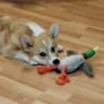 Avatar of player CORGI ENJOYER