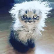Avatar of player шляхтич
