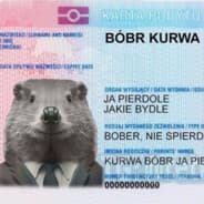 Avatar of player BÓBR KURWA