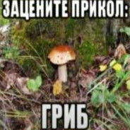 Avatar of player шторы