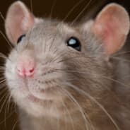 Avatar of player Ratface