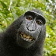 Avatar of player monkey