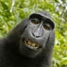 Avatar of player monkey