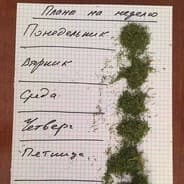 Avatar of player конопля посевная