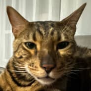 Avatar of player ТЫГЫДЫНЕЦ