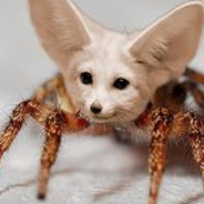 Avatar of player Banana Cat