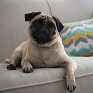 Avatar of player pug