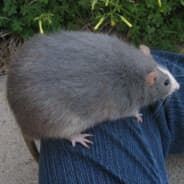 Avatar of player Hobloboblo