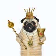 Avatar of player Глава Мопсов