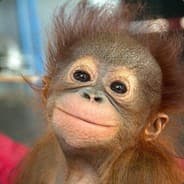 Avatar of player Бибизян