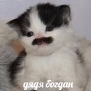Avatar of player Богом_Дан_(◕‿◕)